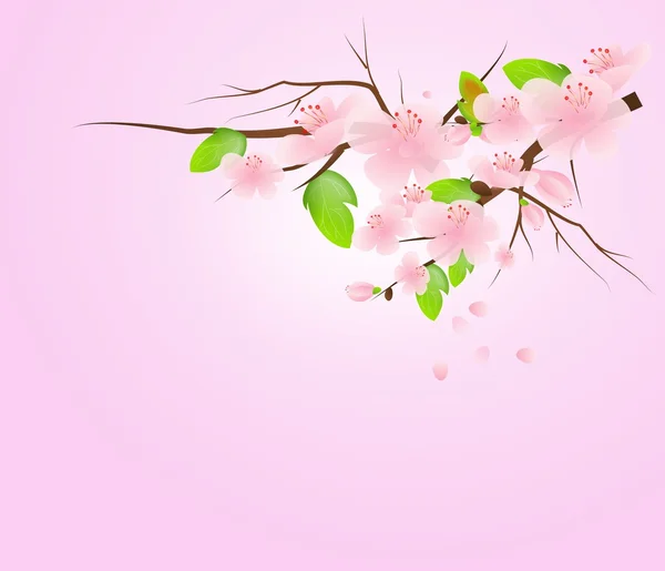 Spring blossoms — Stock Photo, Image