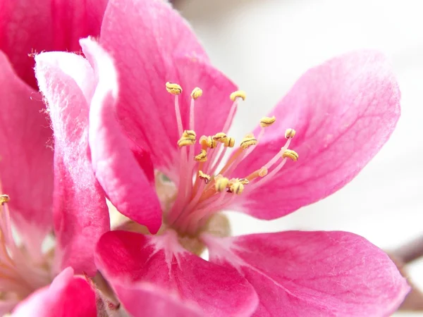 Pink blooms — Stock Photo, Image