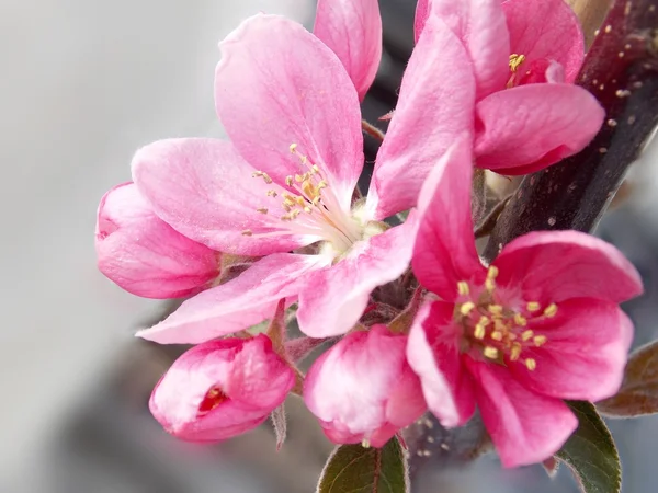 Flores rosadas — Foto de Stock