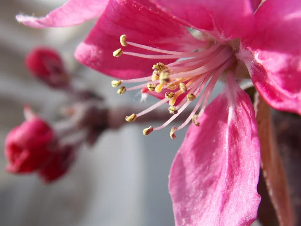 Pink blooms — Stock Photo, Image