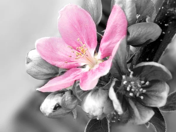Beautiful pink bloom — Stock Photo, Image