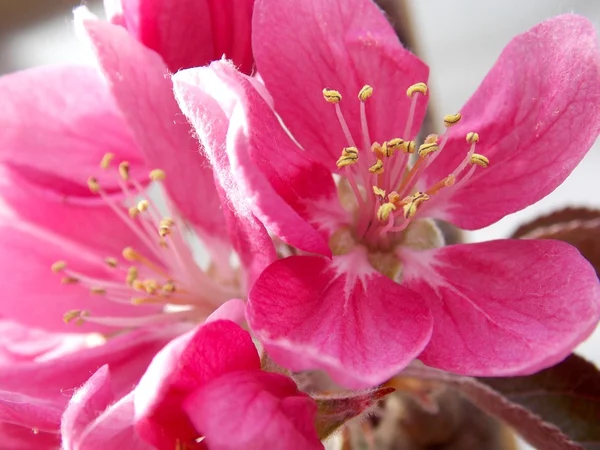 Pink blooms — Stock Photo, Image