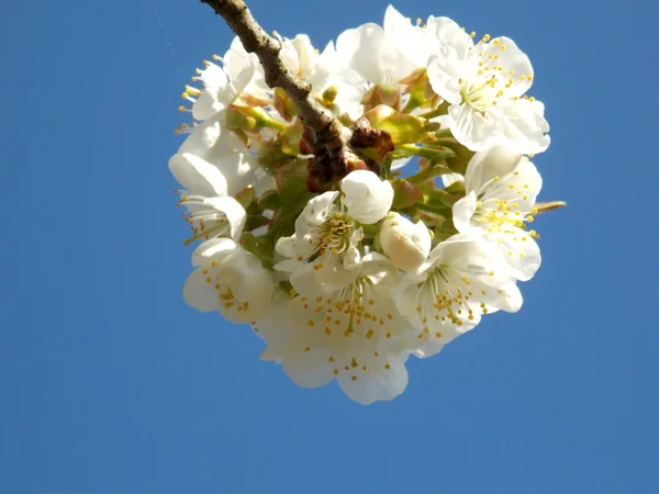White blossom — Stock Photo, Image