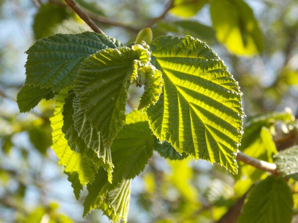 Хейзел уходит.
