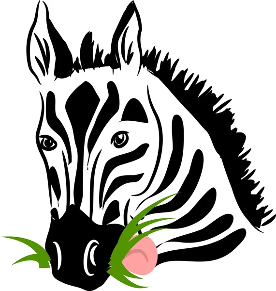 Vektor zebra eszik fű — Stock Vector