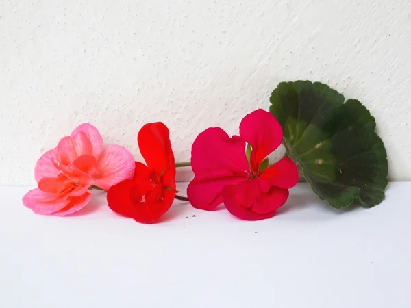 Три цветения — стоковое фото