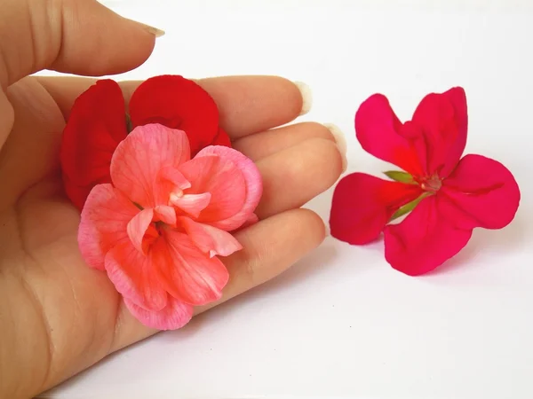 Pink blossoms on hand — Stock Photo, Image