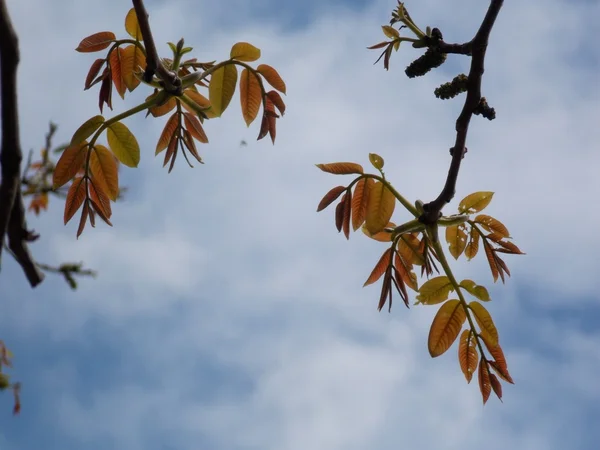 Цветные листья на небе — стоковое фото