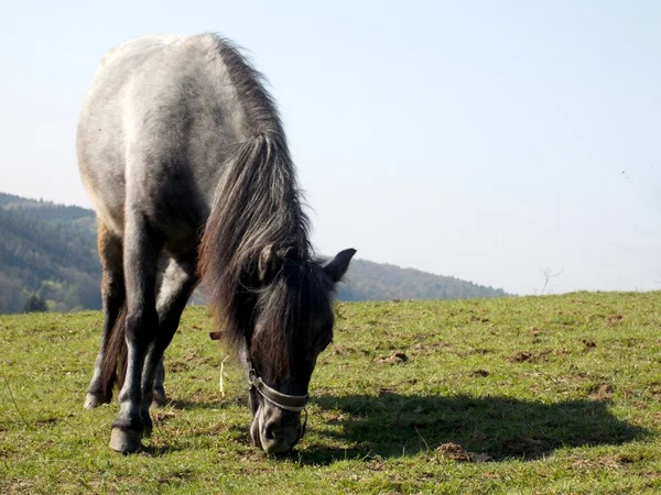 Pequeño pony comiendo hierba — Foto de Stock