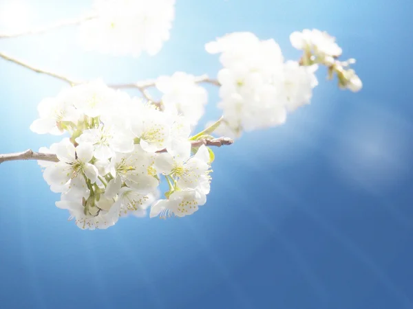 輝く考え花の木 — ストック写真