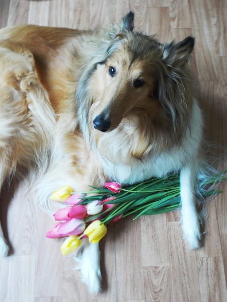 Schattig collie hond met tulpen — Stockfoto