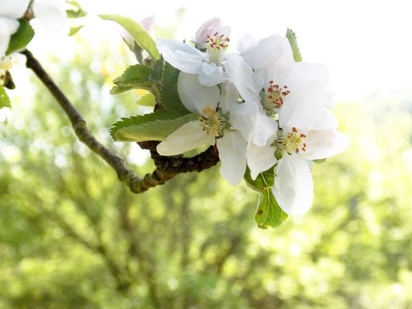 White blossom — Stock Photo, Image