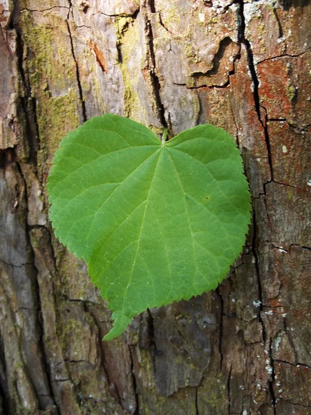 Leaf of linden — Stock Photo, Image