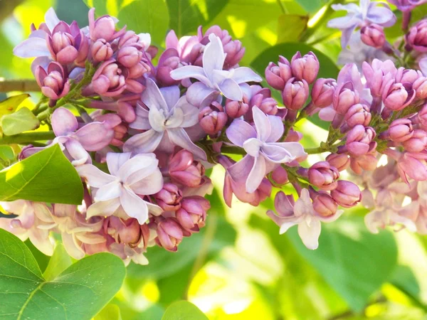 Lilac — Stock Photo, Image