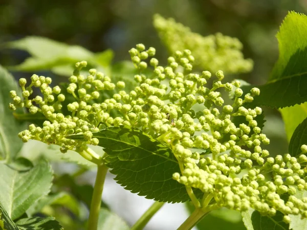 Çiçeklenmeye başlar