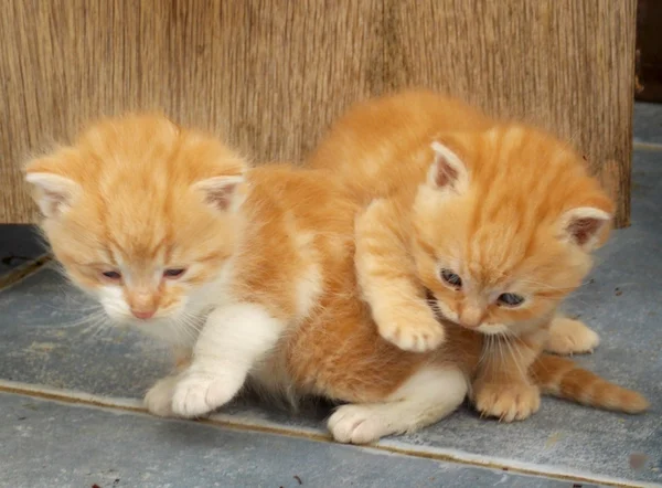 Pequeño gatito — Foto de Stock