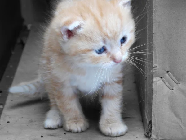 小さなかわいい子猫 — ストック写真