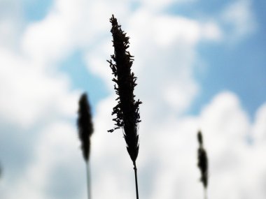 gökyüzü üzerinde çim