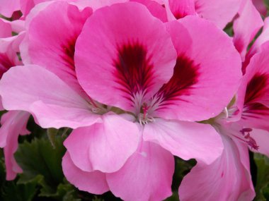 Pembe pelargonia bloom