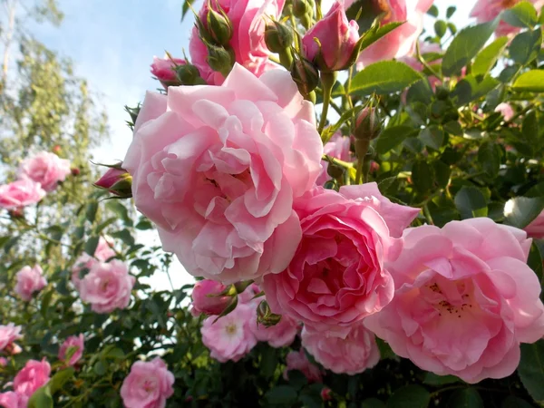 Rosas rosadas — Foto de Stock