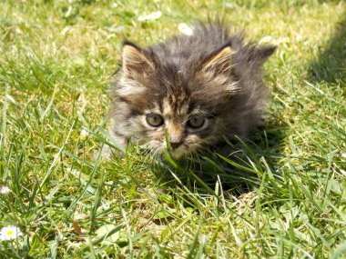 Çim de küçük kedi