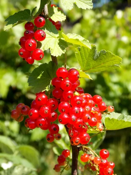 Ribes rosso — Foto Stock