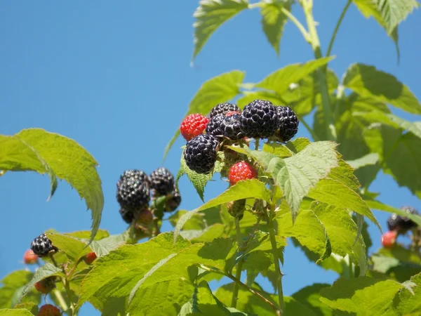 BlackBerry — стокове фото