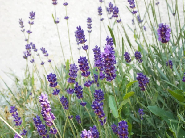 Lavender — Stock Photo, Image