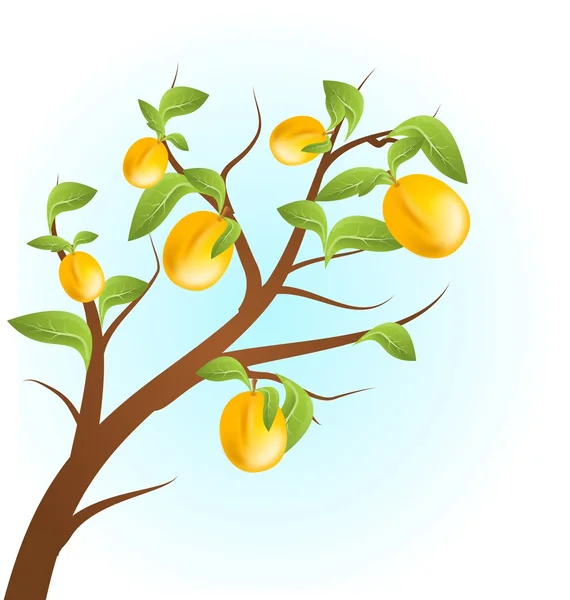 Apricots tree — 图库照片