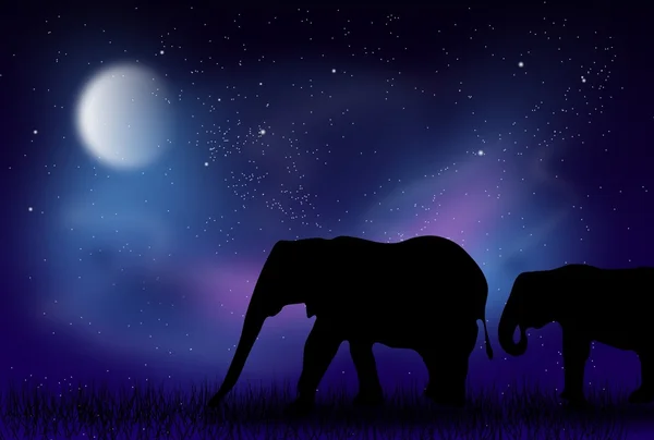 Noite de elefante — Fotografia de Stock