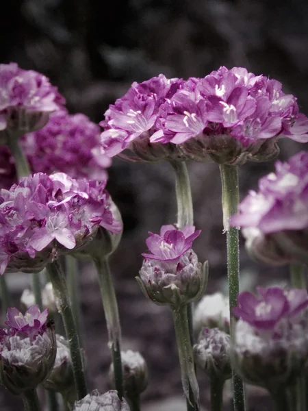 Violette Blüten — Stockfoto