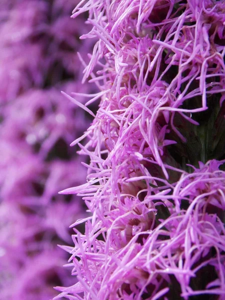 Violette erstaunliche Blume — Stockfoto