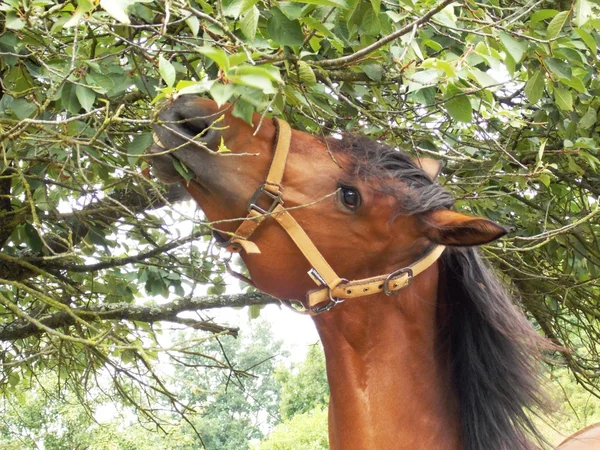 Кінь їдять листя — стокове фото