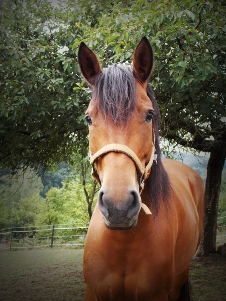 Kůň — Stock fotografie