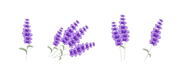 Lavender illustration — Stock Photo, Image