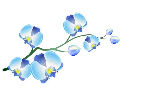 Blue orchid — Stock Photo, Image