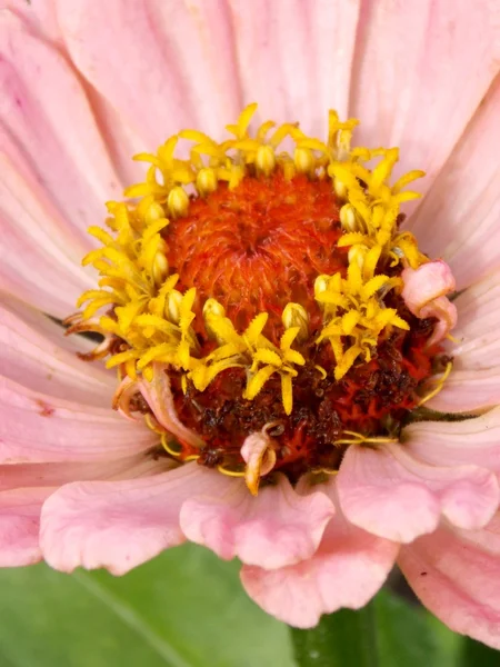 Rosa Blüte — Stockfoto