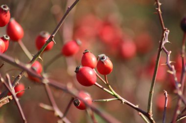 Çalı dalında gül ağacının detaylarıyla sonbahar doğasının fotoğrafı.