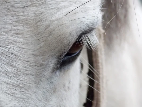 Смотри в лошадиный глаз — стоковое фото