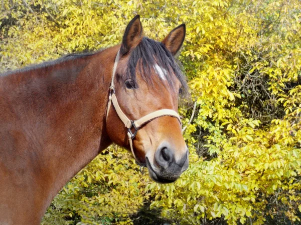 Autumn horse portrait — Stockfoto