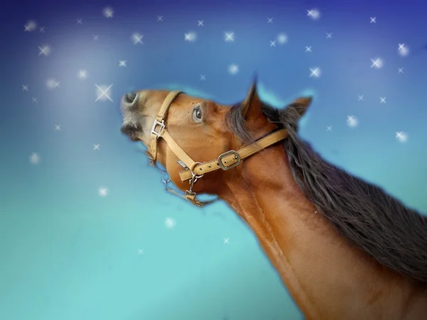 Horse with blue sky with lights — Stock Photo, Image