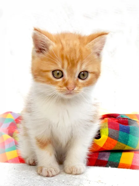 Cute small kitten — Stock Photo, Image