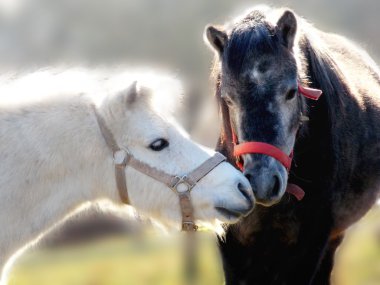 Temas halinde iki midilli