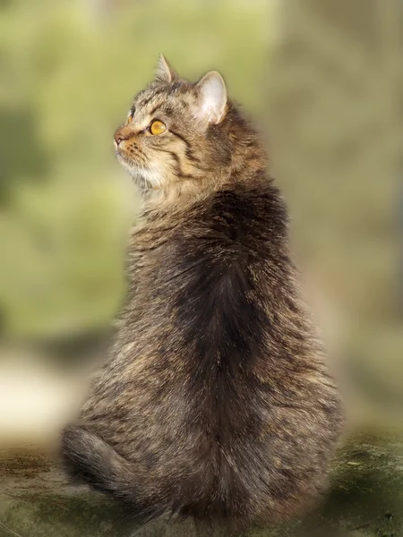 Hermoso gato sentado en verde fondo borroso —  Fotos de Stock