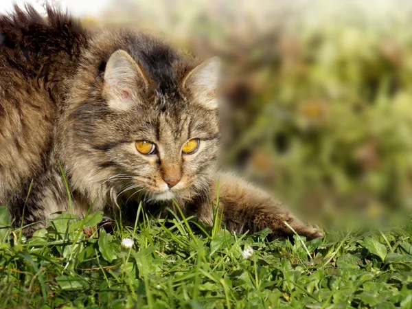 Gato se arrasta na grama — Fotografia de Stock