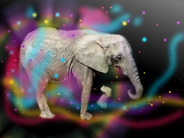 Elefante colorido criativo — Fotografia de Stock