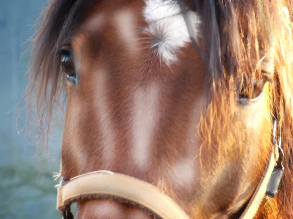 Koń wyglądać malarstwo — Zdjęcie stockowe