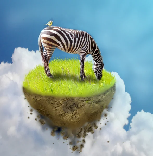 Zebra na kousku země — Stock fotografie
