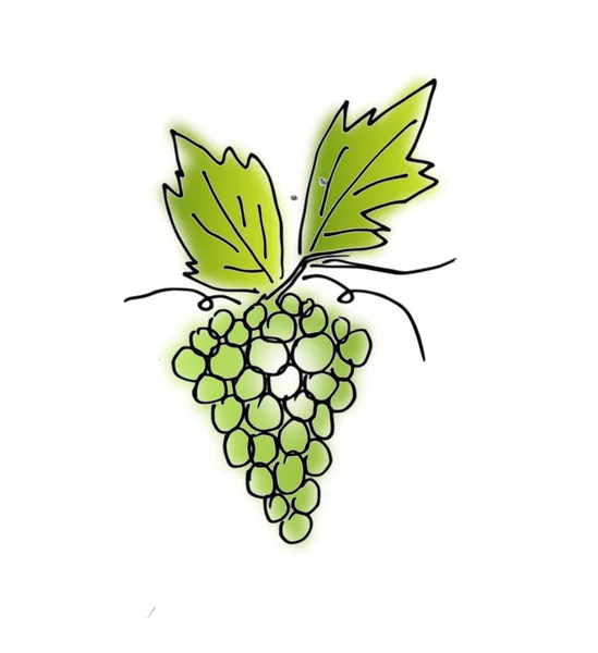 Grapes illustration isolated — Stock Photo, Image