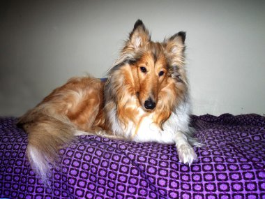 Battaniye Collie köpek